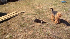 Вельштерьер малыш 2,5 мес. IV-2019.