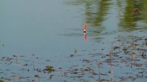 28- Река Понура. Конец мая. Поклевка Густеры на поплавочную удочку. Рыбалка, Fishing