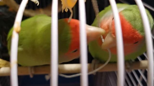 Pedro & Huanita with threads | Попугаи неразлучники играют с ниткой смотреть онлайн