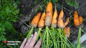 МОРКОВЬ НА ТУАЛЕТНОЙ БУМАГЕ УДИВИЛА СВОЕЙ УРОЖАЙНОСТЬЮ ПОПРОБУЙТЕ И ВЫ ТАК