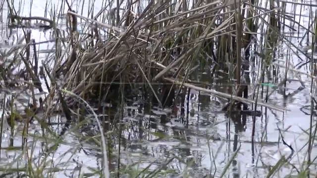 Рыбалка на Дону,фидер,1 Мая 2019 смотреть онлайн