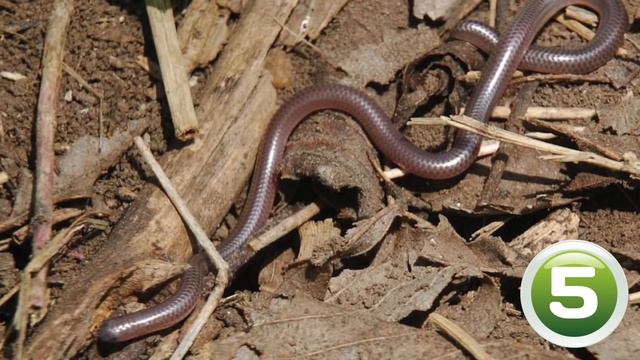 Самые Шокирующие Змеи смотреть онлайн