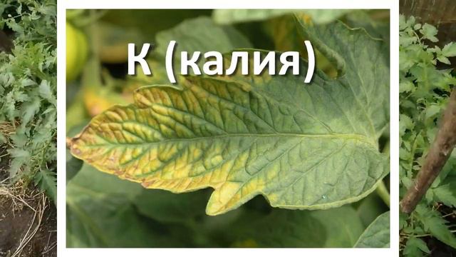 Листья у томатов больше не будут закручиваться: лучшие способы вырастить здоровые и вкусные томаты