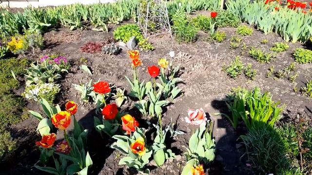 Цветочный мир: исследуем удивительное разнообразие цветов.часть2