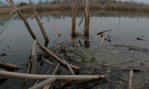 Огромные МОНСТРЫ утаскивают ПОПЛАВОК ! Рыбалка в БОЛОТЕ !