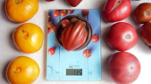 Томат Сникерс. Шоколадный томат или томатный шоколад?