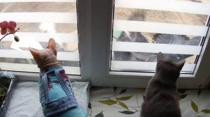 Коты и голуби. mp4