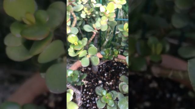 CRASSULA OVATA PARA  AĞACI (ÇİÇEĞİ) - Money Plant Jade - Arbre de Jade