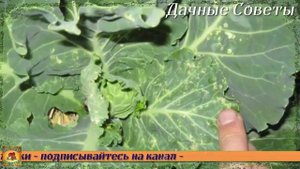 Супер средство для КАПУСТЫ от белокрылки без химии Очень простое средство доступное каждому дачнику