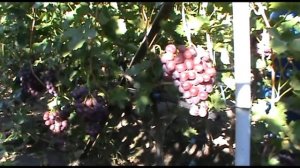 Виноград Слобожанский селекции А.Китайченко. www.vinograd-kriulya.com