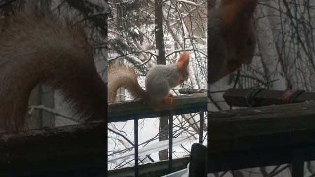 Белочка чистюля?#животные#белка#animals#nature#зима