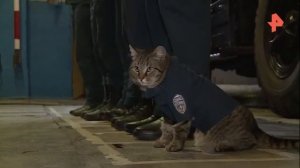 Пожарный кот Семен