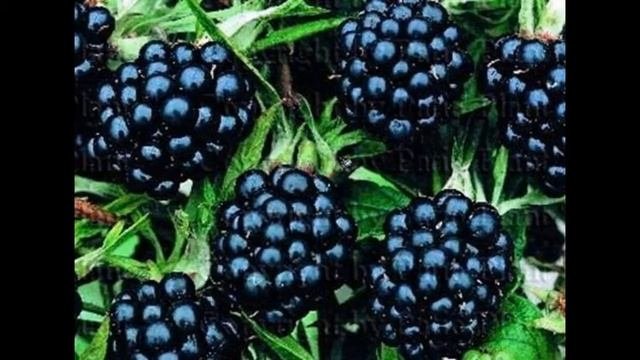 Логопедическая игра  «Повторяй за мной» (автоматизация звука Ж)