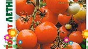 Томат Летний сад F1. Краткий обзор, описание характеристик solanum lycopersicum Letneyj sad F1