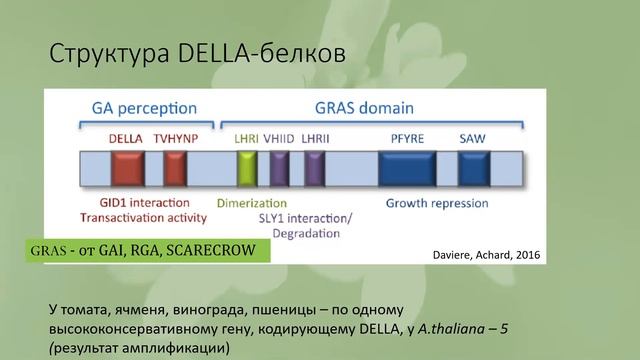 Гормональная регуляция у растений. Лабунская Е.А. (серия понедельник) 3 смотреть онлайн