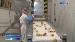 Смоленские предприятия начали сбор морозостойких сортов яблок