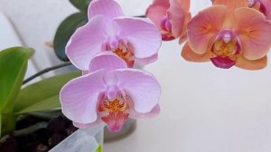 Орхидея из СЕМЯН ЗАЦВЕЛА! 🌺🌺🌺