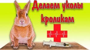 Уколы кроликам, как делать и куда, видео