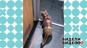 Кот-путешественник Рафаэль. Видели видео? Фрагмент новогоднего выпуска от 02.01.2023