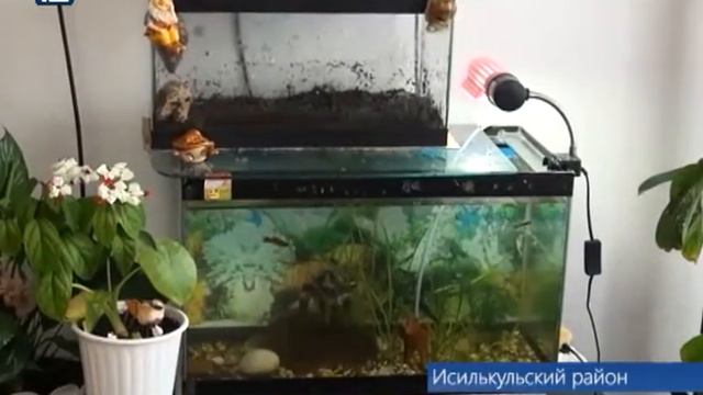 Исилькульская семья открыла зоопарк на дому смотреть онлайн