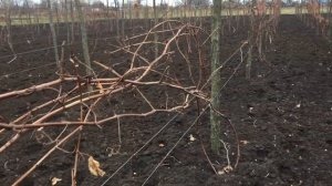 Прививки на подвой Добрыня - Grafting on pods Dobrynia