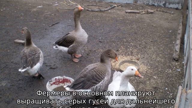 Серый гусь — описание породы
