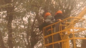 Работа на Автовышке, опиловка деревьев для монтажа линии электропередач