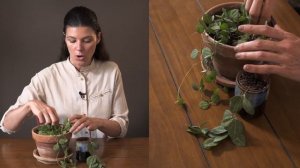 Dischidia ovata (Watermelon Dischidia) Houseplant Care — 204 of 365