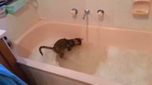 что едят кошки?