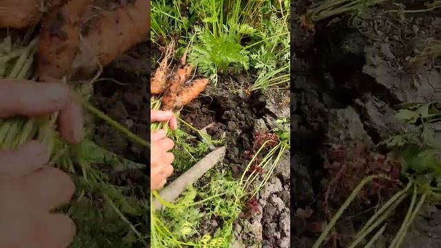 Моя морковь #дача #огород #лето смотреть онлайн