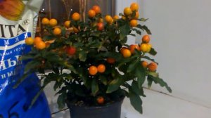 Паслен, декоративный помидор