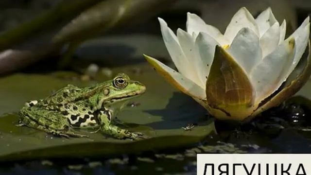 Болото. Природное сообщество. Окружающий мир смотреть онлайн