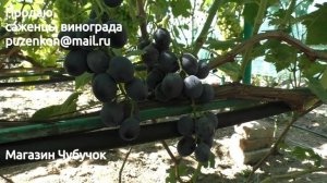 Виноград Черная Мантия- новая форма винограда селекции Бурдака А.В. (Пузенко Наатлья Лариасовна)