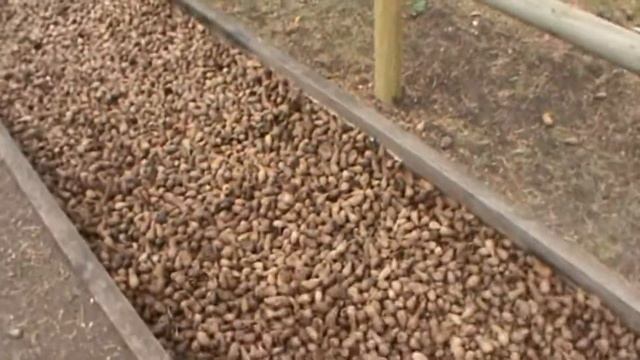 Лес в дождливый день!19.06.2017 смотреть онлайн