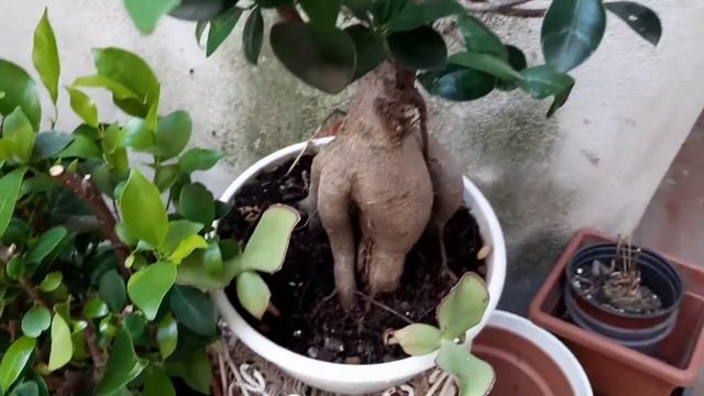 Ficus Microcarpa смотреть онлайн