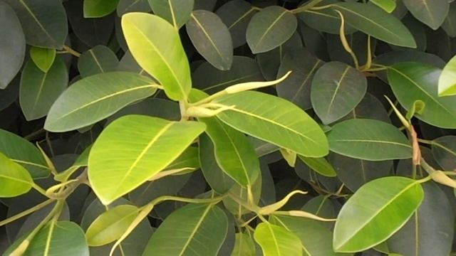 Ficus rubiginosa "Australis" (www.riomoros.com) смотреть онлайн