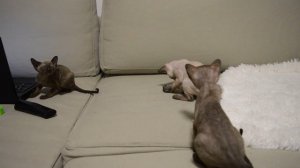 Котята Корниш-рекс. Ф