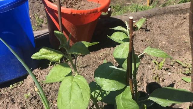 Мыши надоели, погрызли яблоню в саду/Как реанимировать? смотреть онлайн