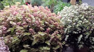 Роскошная КОЛЛИЗИЯ от Ани, сорта растения наглядно. Заказ черенков