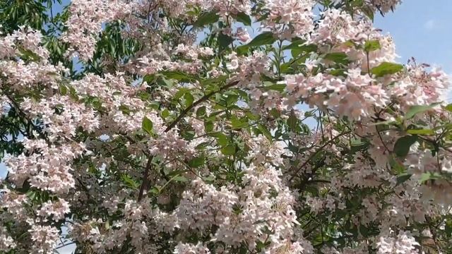 Кольквікція (Kolkwitzia Rosea) в саду смотреть онлайн