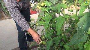 КАК ФОРМИРОВАТЬ КИСТИ С ПЛОДАМИ ТОМАТА?