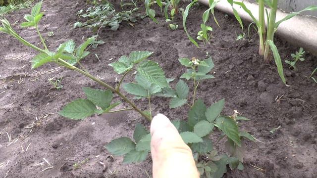 Ежевика Бжезина смотреть онлайн