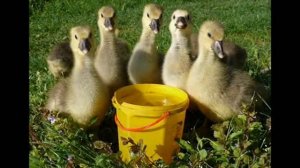 Развитие ребёнка: логоритмика Т. Железновой. Гуси