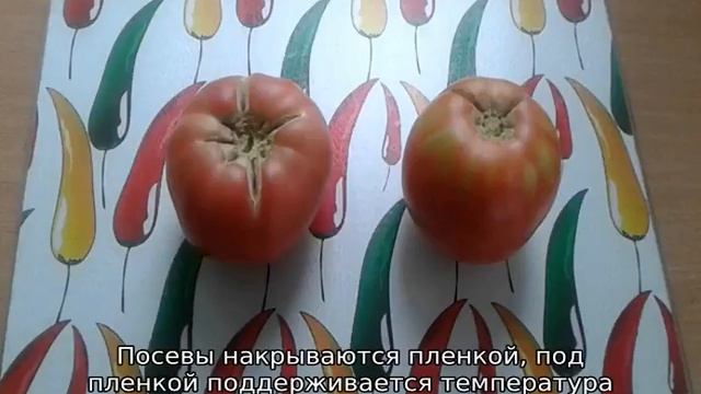 Сорта томатов с картофельным листом: список смотреть онлайн