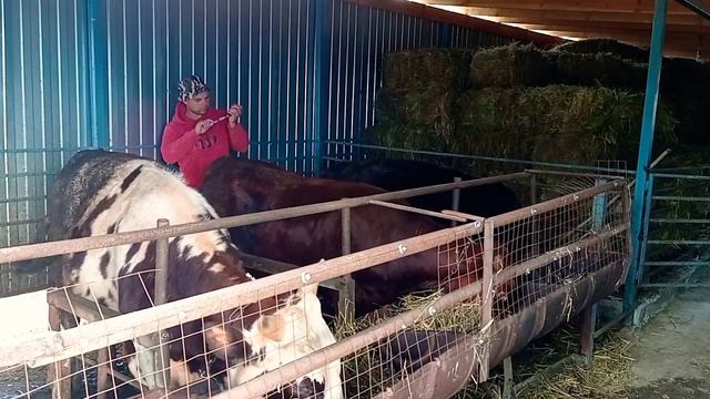 Витамины для быков и свиней!! Как съели новое сено !!! смотреть онлайн