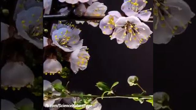 МУЗЫКА ЦВЕТОВ 🌺 смотреть онлайн