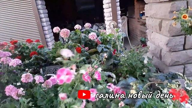 Моя коллекция пеларгоний-гераней.?17 сортов смотреть онлайн