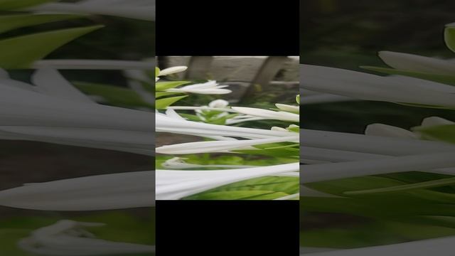Как цветет хоста. Цветение хосты.