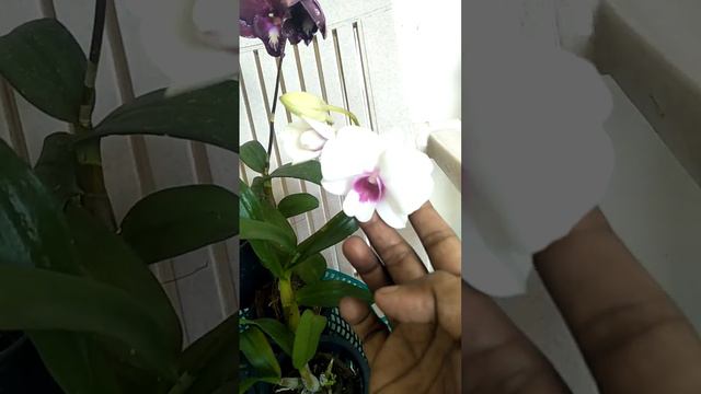 My dendrobium beauties in a basket !!! #orchids#shortvideo #subscribe