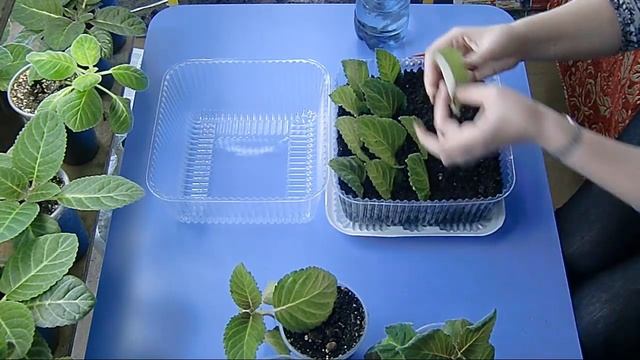 ?Укоренение листьев глоксиний в тепличке. Экономим место !??How to grow gloxinia part №32